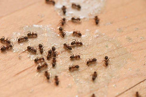 Best Pest Prevention Services  in Brock Hall, MD