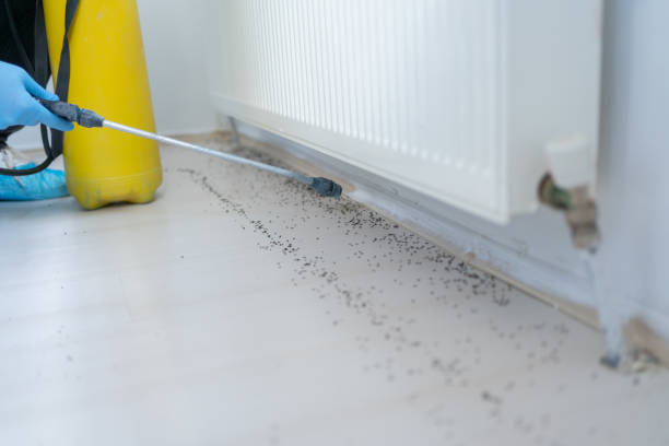 Best Flea Control Services  in Brock Hall, MD